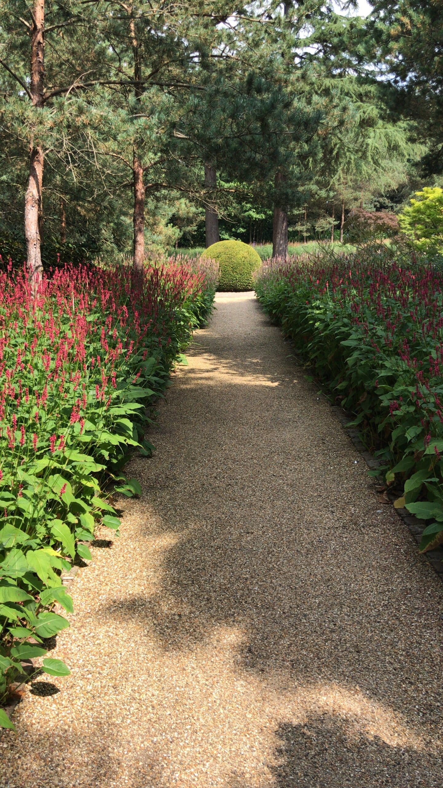 pruned flowers and hedges in a country garden
